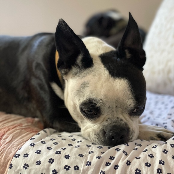 Meet your Posher, Emma - Picture 5 of 5